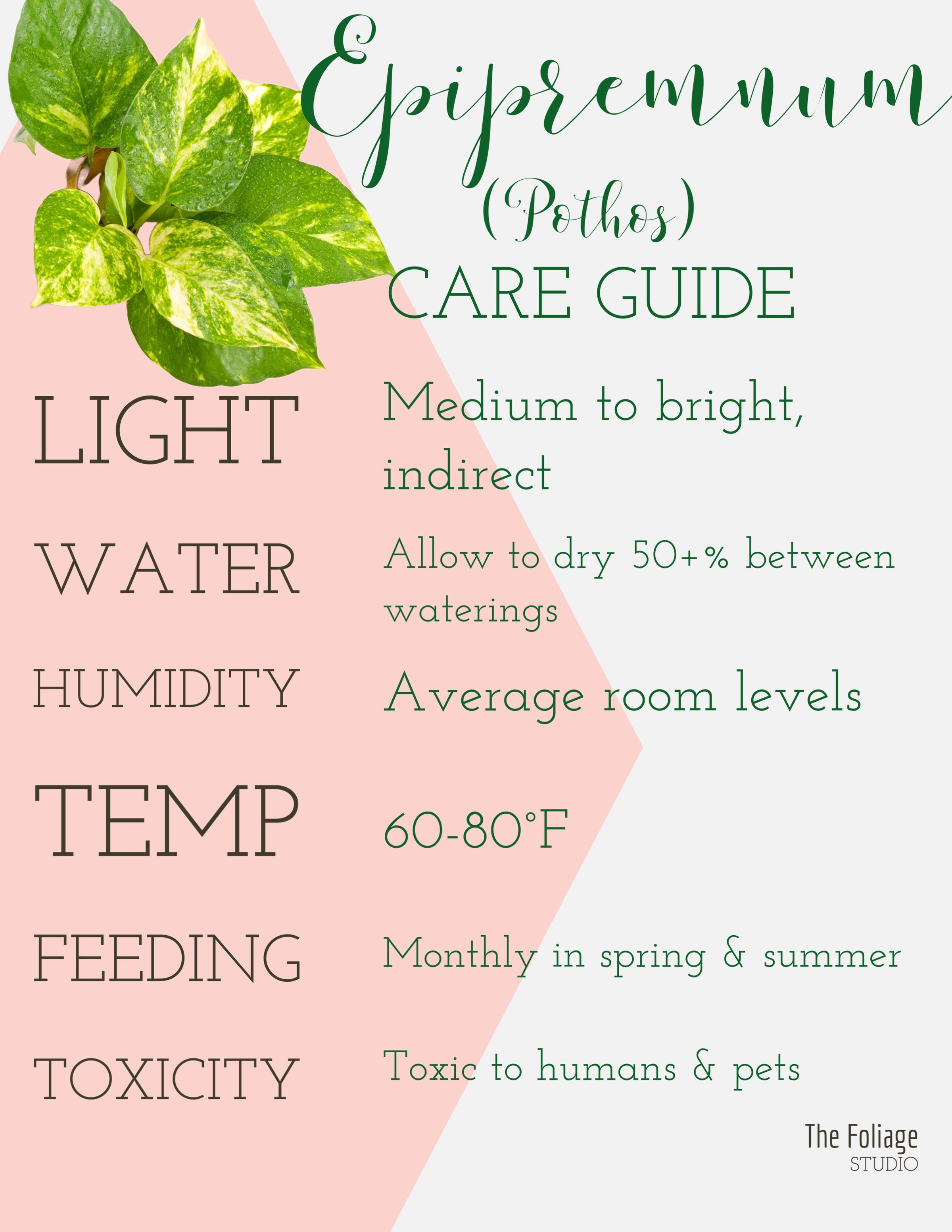 Care Guides | The Foliage Studio